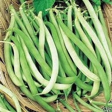 Organic Heirloom Top Crop Bush Bean Garden Seeds