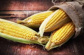 Organic Early Sunglow Sweet Corn Seeds