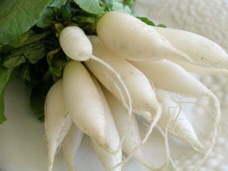 Heirloom Organic Short Top White Icicle Radish Seeds