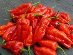 GHOST PEPPER Pepper Seeds (Aka Naga Viper Chili, Snake Pepper, Bhut Jolokia Hot Pepper)