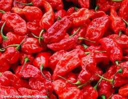 GHOST PEPPER Pepper Seeds (Aka Naga Viper Chili, Snake Pepper, Bhut Jolokia Hot Pepper)