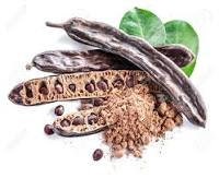 Rare Organic Carob Tree Seeds (Locust Bean Tree/ St. John's Bread Tree)