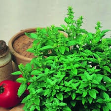 Organic Heirloom Spicy Globe Basil Seeds