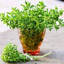 Spicy Globe Basil Seeds - Organic Agri Store Spicy Globe Basil Seeds - Organic Agri Store
