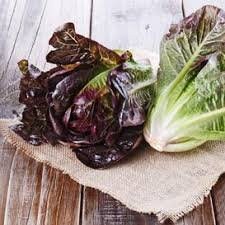 Organic Heirloom Prizehead Lettuce Seeds