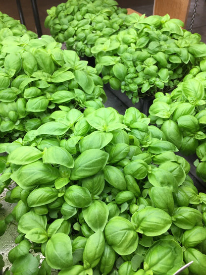 Organic Heirloom Genovese Basil Seeds