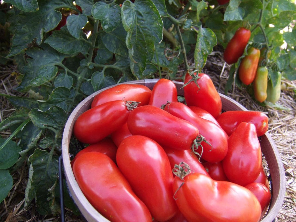 Heirloom Organic San Marzano Tomato Seeds