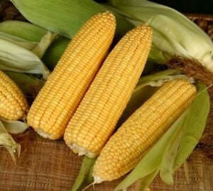 Heirloom Organic Golden Cross Bantam Sweet Corn Seeds