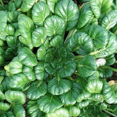 Organic Heirloom Palco Spinach Seeds