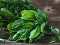 Organic Heirloom Palco Spinach Seeds