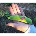 Organic Heirloom Giant Calico (Christmas) Lima Bean (Pole beans) Seeds