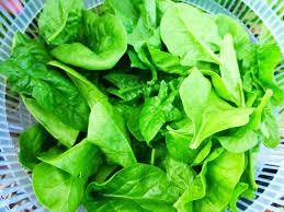 Organic Heirloom Bloomsdale Long standing Spinach Seeds