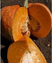 Rare Pumpkin! Heirloom Organic Amish Pie Pumpkin seeds