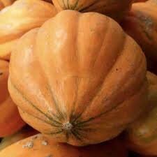 Rare Pumpkin! Heirloom Organic Amish Pie Pumpkin seeds