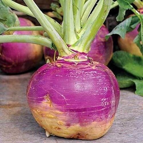 Heirloom Organic American Purple Top Rutabaga