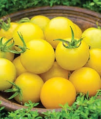 Organic honey delight hybrid tomato seeds