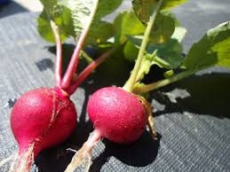 Organic Heirloom Radish Garden Giant Seeds