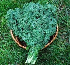 Heirloom Organic Dwarf Siberian Improved Kale Seeds