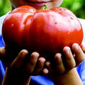 Heirloom Organic GIANT Garden Leader Tomato Seeds