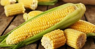 Heirloom Organic Kandy Korn Sweet Corn Seeds