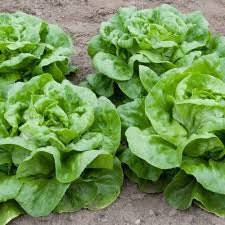 Heirloom Organic Black Seeded Simpson Lettuce Seeds