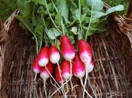 Heirloom Organic French Breakfast Radish Seeds