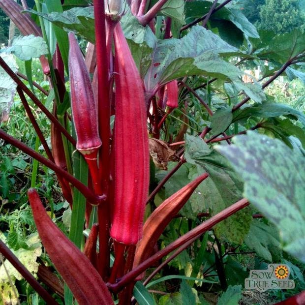 Heirloom Organic Red Burgundy Okra Seeds