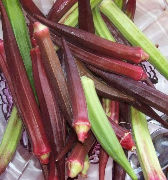 Heirloom Organic Red Burgundy Okra Seeds