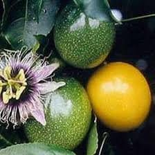 Organic Yellow Passion Fruit Vine Seeds