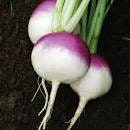 heirloom Organic Purple Top Turnip Seeds