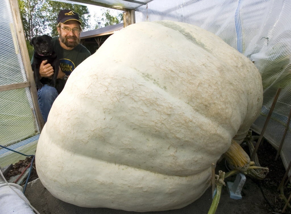 VERY RARE Heirloom Organic Giant Show Winner Pumpkin Seeds