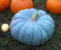 VERY RARE Heirloom Organic Giant Show Winner Pumpkin Seeds