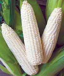 Heirloom Organic Sweet Triple Crown White Corn Seeds