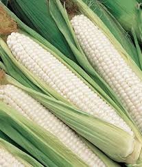 Organic Sweet Opal Sweet Corn Seeds