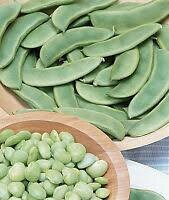 Heirloom Organic Willow Leaf Butter Pole Lima Speckled Bean Seeds