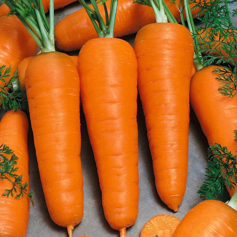 Heirloom Organic Chantenay Carrot Seeds