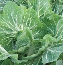 Heirloom Organic Early Hanover Kale Seeds