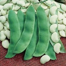 Heirloom Organic King Of The Garden Pole Bean Lima Bean Seeds
