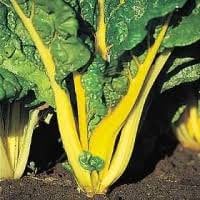 Heirloom Organic Golden Sunrise Swiss Chard Seeds