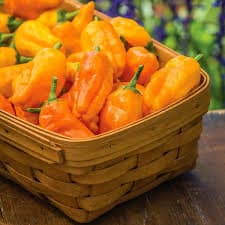 Heirloom Organic Orange Pepperoncini (Very Old Italian Pepper) Seeds