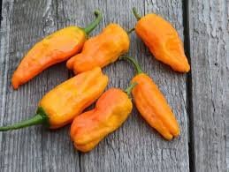 Heirloom Organic Orange Pepperoncini (Very Old Italian Pepper) Seeds