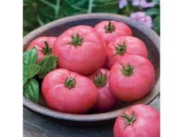 Organic Big Pink Tomato Seeds