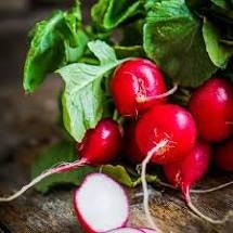 Heirloom Organic Cherry Belle Radish Seeds