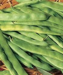 Heirloom Italian Garden Bush Bean Seeds