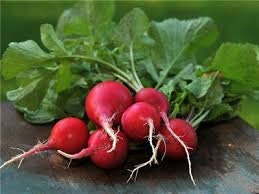 Organic Heirloom Crimson Giant Radish Seeds