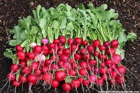 Organic Heirloom Crimson Giant Radish Seeds