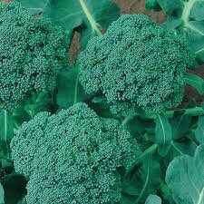 Heirloom Organic Broccoli De Cicco Seeds