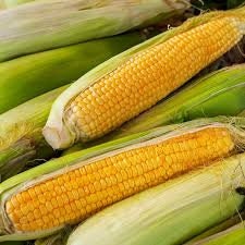 Organic Early Sunglow Sweet Corn Seeds