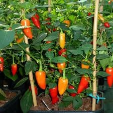 Heirloom Organic Santa Fe Hot Pepper Seeds (A.K.A. Guero Pepper, Yellow Guero Chili Pepper, Yellow Hot Chili Pepper)