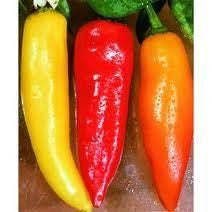 Heirloom Organic Santa Fe Hot Pepper Seeds (A.K.A. Guero Pepper, Yellow Guero Chili Pepper, Yellow Hot Chili Pepper)